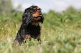 CAVALIER KING CHARLES 167